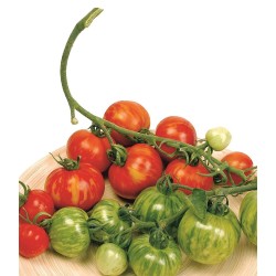 Graines de tomate Tigerella  - 2
