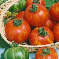 Sementes de tomate Tigerella  - 3