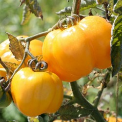 Sementes de tomate Yellow Stuffer  - 3