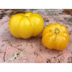 Yellow Stuffer Tomato Seeds  - 5