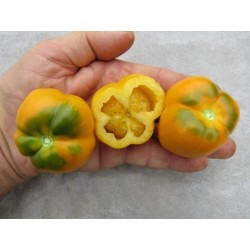 Yellow Stuffer (Tomatenpaprika) Tomaten Samen  - 7