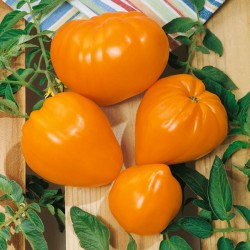 Oxheart Orange tomatfrön Seeds Gallery - 1