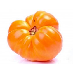 Russian Seeds BULL HEART ORANGE Tomato