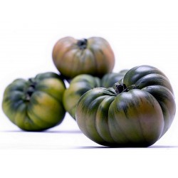 Raf Tomaten Samen  - 7