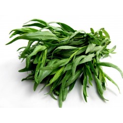 Esdragon, Kejsarsallat rysk Frön (Artemisia dracunculus)  - 2