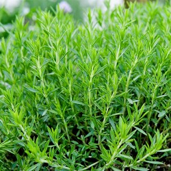 Graines de Estragon (Artemisia dracunculus)  - 1