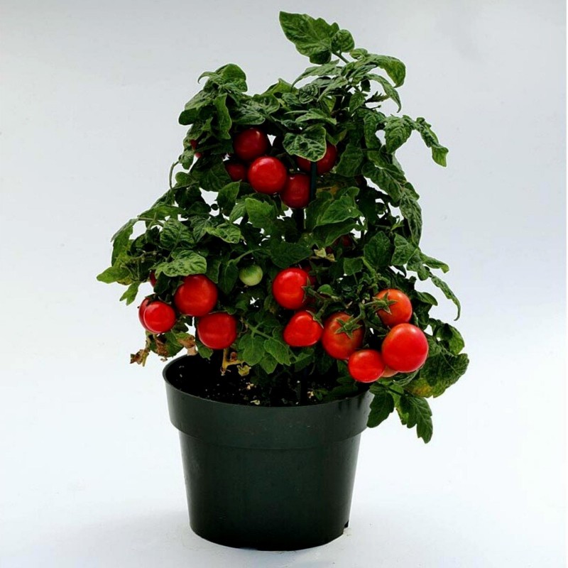 Balkonzauber paradajz seme  - 3
