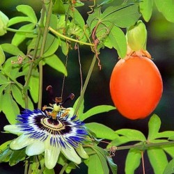 Sementes De Passiflora Caerulea - Maracuja Azul  - 2