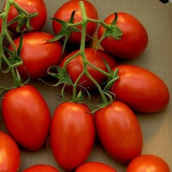Sementes de tomate Roma  - 2