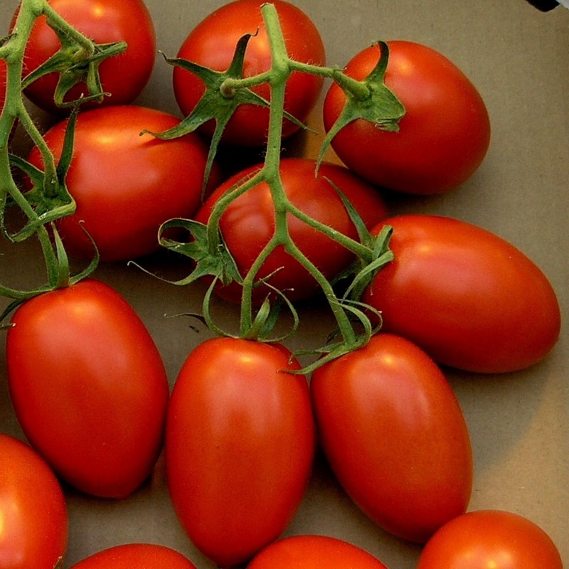 томат рома семена