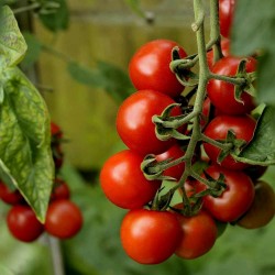Аутентичные семена томатов Аликанте  - 2