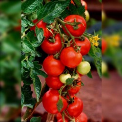 Аутентичные семена томатов Аликанте  - 1