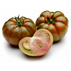 Sementes de Tomate Sic. COSTOLUTO PACHINO Seeds Gallery - 5