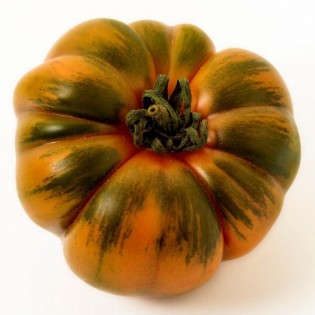 COSTOLUTO PACHINO Sic. tomatfrön | 1,95 €