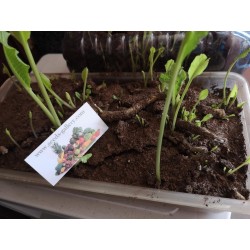 Meerrettich Samen (Armoracia rusticana) Seeds Gallery - 6