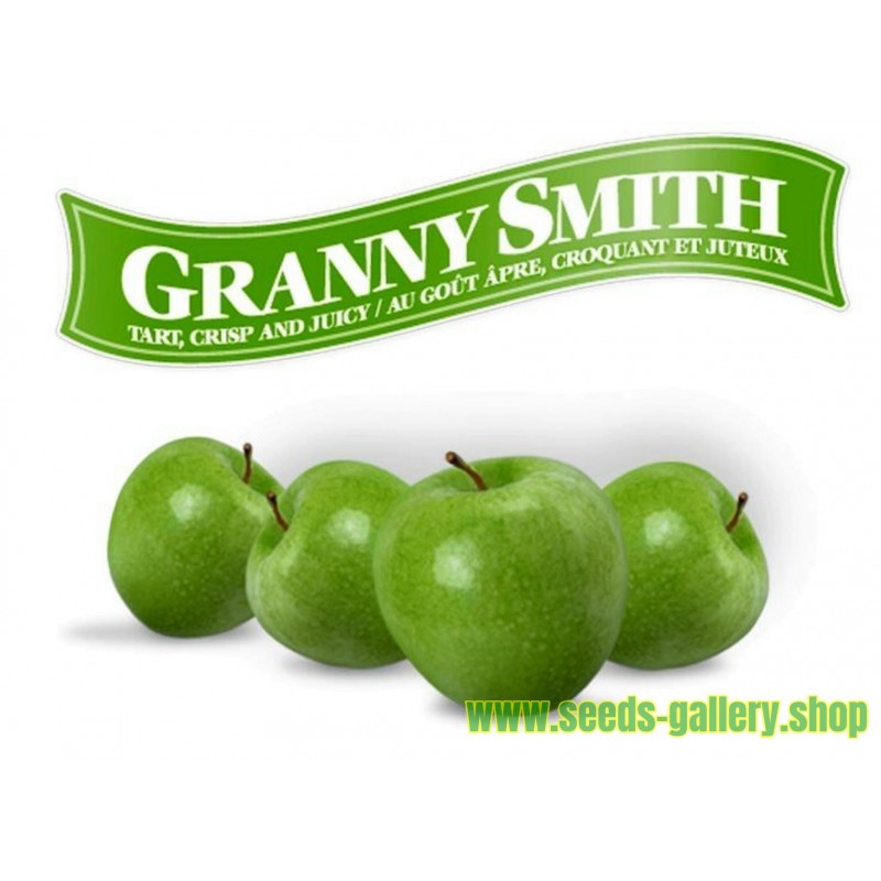 Granny Smith Apple Frön (Malus sylvestris)
