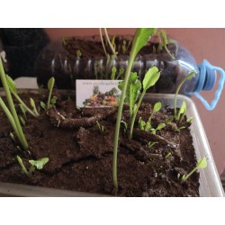 Graines de Raifort champêtre (Armoracia rusticana) Seeds Gallery - 7