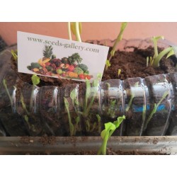 Graines de Raifort champêtre (Armoracia rusticana) Seeds Gallery - 8