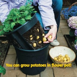 “Salute“ πολύχρωμα πατάτα σπόροι  - 5