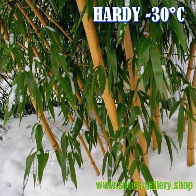 Madake, Giant Drveni Bambus Seme (Phyllostachys bambusoides)  - 3