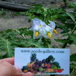 Blek Taggborre Frön (Solanum sisymbriifolium) Seeds Gallery - 9