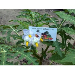 Blek Taggborre Frön (Solanum sisymbriifolium) Seeds Gallery - 10