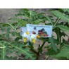 Litchi Tomato Seeds (Solanum sisymbriifolium) Seeds Gallery - 10