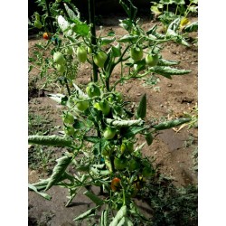 Fiaschetto Tomaten Samen Seeds Gallery - 6
