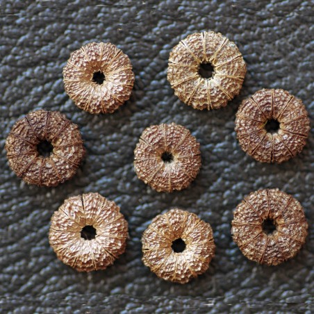 Rödmalva frön (Malva sylvestris mauritanica) | 1,85 €