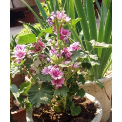 Wilde Malve Samen Heilpflanze (Malva sylvestris)  - 2