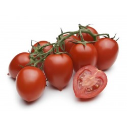 Piccadilly tomatfrön  - 1