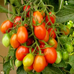 Piccadilly Plum Small Vine tomato Seeds  - 2