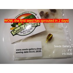 Фисташковые семена греческого сорта "Aegina" (Pistacia vera)  - 9