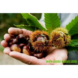 Sweet chestnut - Marron Seeds