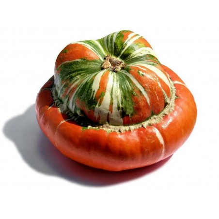 Σκουός σπόροι κόκκινο τουρμπάνι | 1,95 €