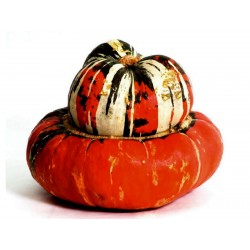 Red Turban Squash Seeds Seeds Gallery - 4