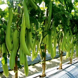 Tay Uzun Yeşil Patlıcan Tohumları  - 1