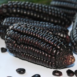 Σπόροι καλαμποκιού Μαύρο Black Aztek Seeds Gallery - 2