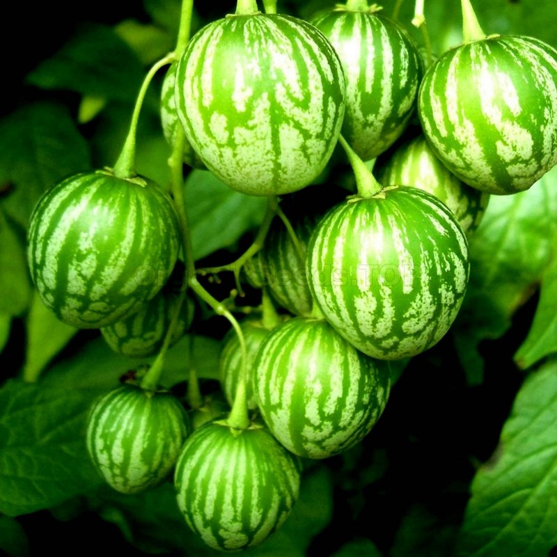 Semi di Tzimbalo (Solanum caripense)  - 5