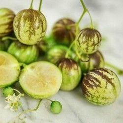 Дикий Пепино - Тзимбало Семена (Solanum Caripense)  - 3