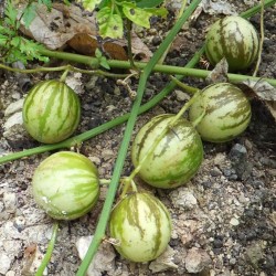 Дикий Пепино - Тзимбало Семена (Solanum Caripense)  - 4