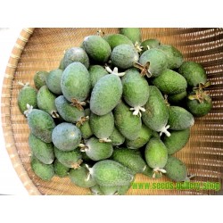 Feijoa, Pineapple Guava Seeds