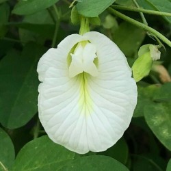Κλιτόρια με λευκά λουλούδια σπόρος (Clitoria ternatea)  - 7