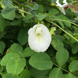 Κλιτόρια με λευκά λουλούδια σπόρος (Clitoria ternatea)  - 1