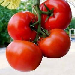 Hungarian Kecskemeti Tomato Seeds (Mobil)  - 2