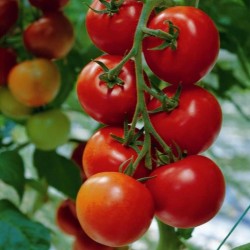 Hungarian Kecskemeti Tomato Seeds (Mobil)  - 1