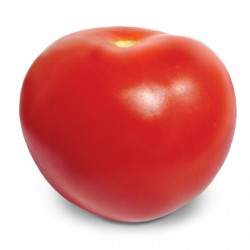 Sementes de tomate híbrido de alta qualidade Lider F1  - 1