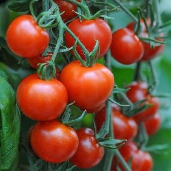Yüksek Kaliteli hibrid domates tohumları Lider F1  - 2