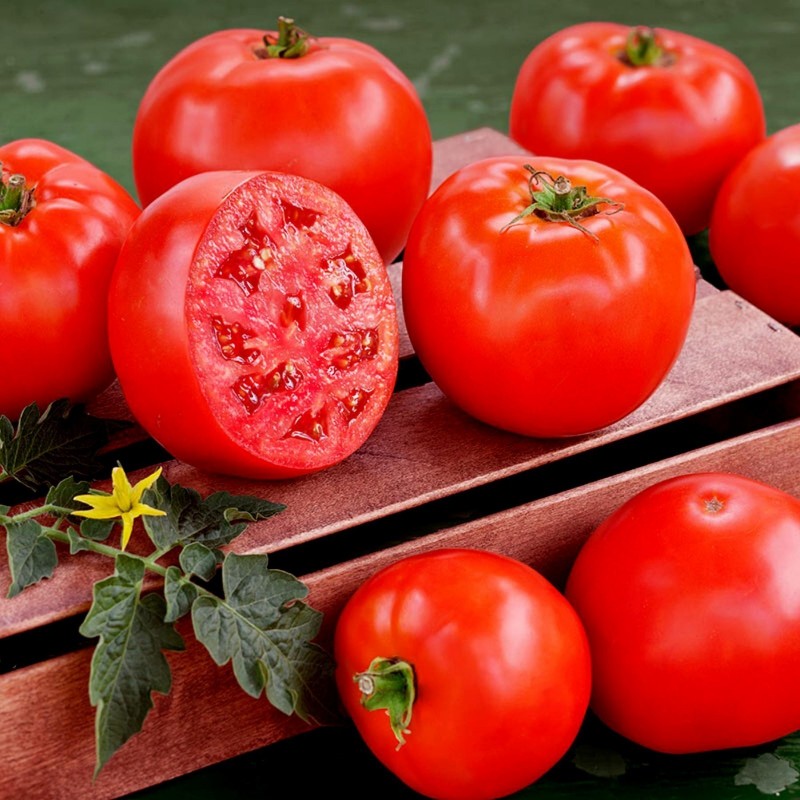 Υψηλής ποιότητας υβριδικό σπόρους ντομάτας Lider F1  - 3