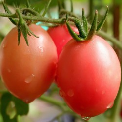 Sementes de tomate tailandeses autênticas Sida  - 4